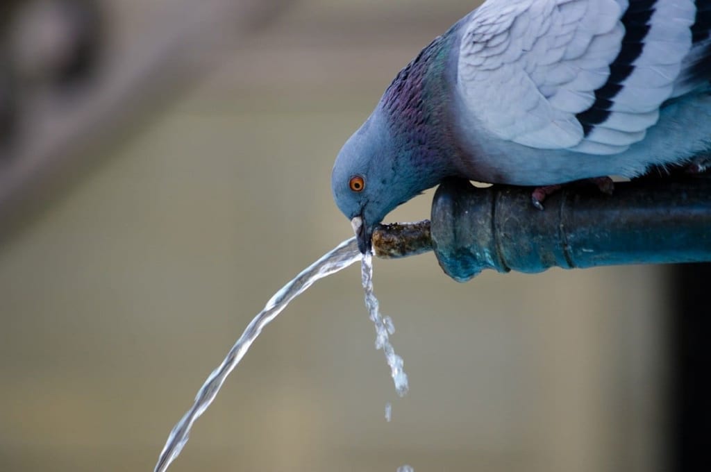 水を飲む鳩